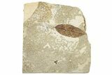 Fossil Leaf - France #254355-1
